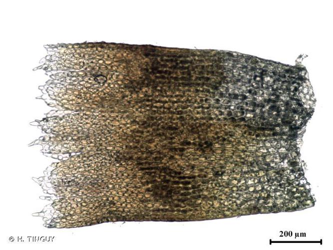 Isopaches bicrenatus © H. TINGUY