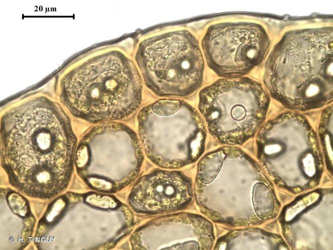 Nardia scalaris © H. TINGUY