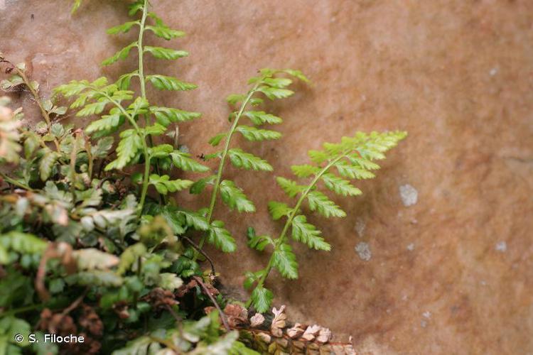 Doradille obovales (Asplenium billotii) © S. Filoche