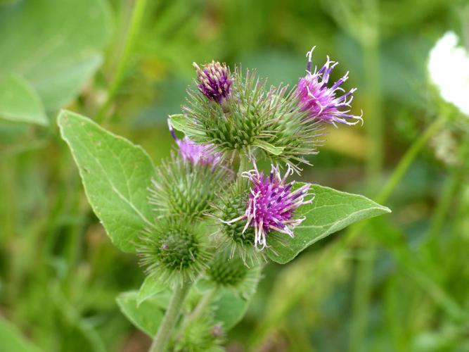 Bardane à petits capitules (Arctium minus) © Morvan Debroize