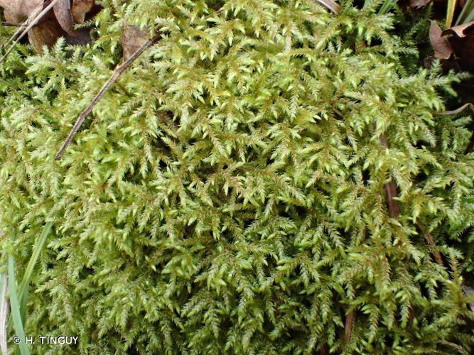 Loeskeobryum brevirostre © H. TINGUY