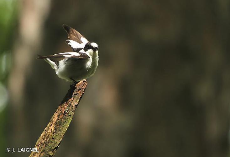 Gobemouche à collier (Ficedula albicollis) © J. LAIGNEL