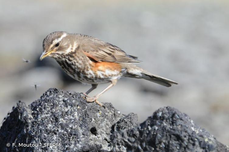 Grive mauvis (Turdus iliacus) © F. Moutou - SFEPM