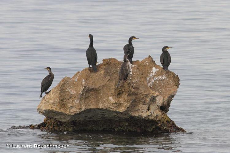 Cormoran huppé (Phalacrocorax aristotelis desmarestii) © Laurent Rouschmeyer