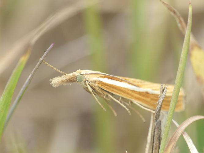 Agriphila tristella © Morvan Debroize