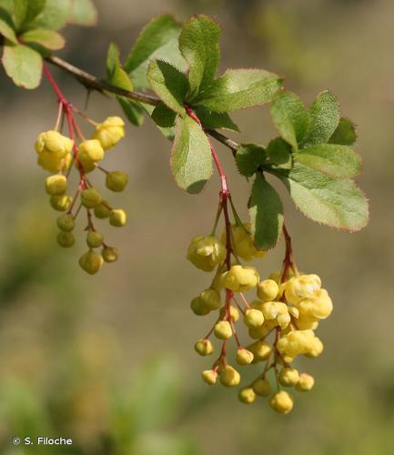 Épine-vinette (Berberis vulgaris) © S. Filoche