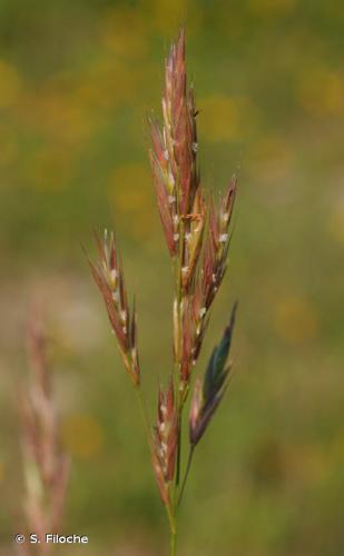 Brome érigé (Bromus erectus) © S. Filoche