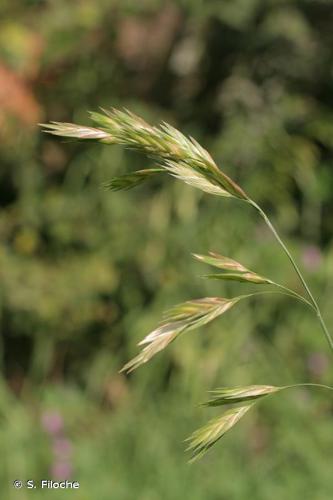 Brome faux Uniola (Bromus catharticus) © S. Filoche