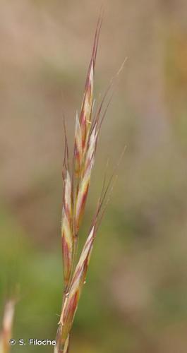 Avoine des prés (Helictochloa pratensis) © S. Filoche