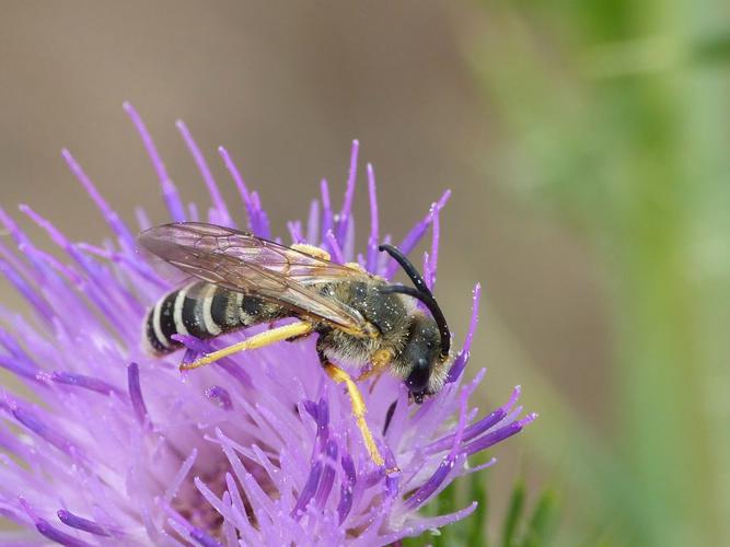 Halicte de la scabieuse (Halictus scabiosae) © Morvan Debroize