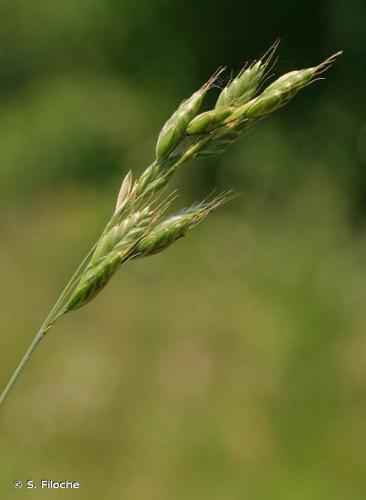 Brome variable (Bromus commutatus) © S. Filoche