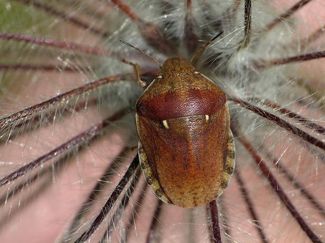 Eurygaster maura © Morvan Debroize