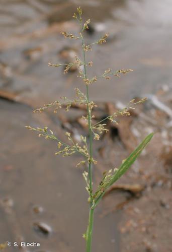 Catabrose aquatique (Catabrosa aquatica) © S. Filoche