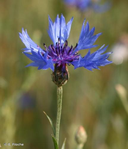 Barbeau (Centaurea cyanus) © S. Filoche