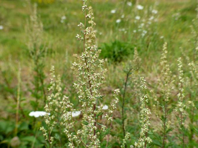 Armoise commune (Artemisia vulgaris) © Morvan Debroize