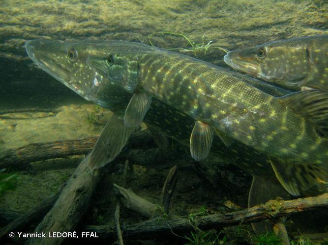 Brochet (Esox lucius) © Yannick LEDORÉ, FFAL