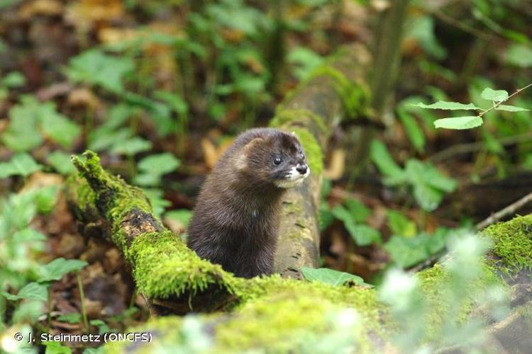 Vison d'Europe (Mustela lutreola) © J. Steinmetz (ONCFS)