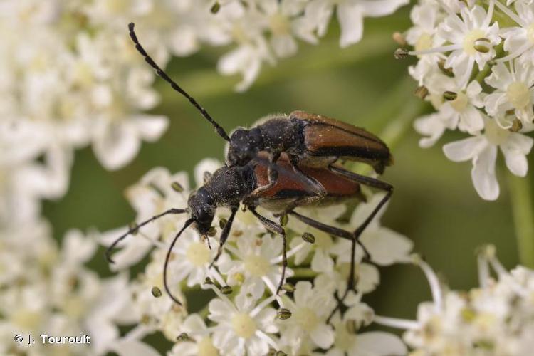 Anastrangalia dubia © J. Touroult