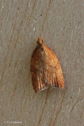 Acleris rhombana © P. Chatard