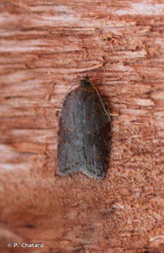 Acleris sparsana © P. Chatard