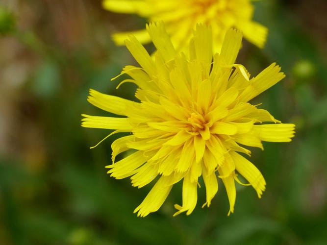 Epervière en ombelle (Hieracium umbellatum), fleur © Morvan Debroize