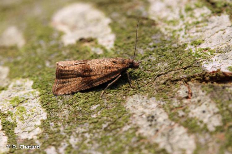 Celypha striana © P. Chatard