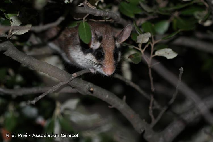 Lérot (Eliomys quercinus) © V. Prié - Association Caracol