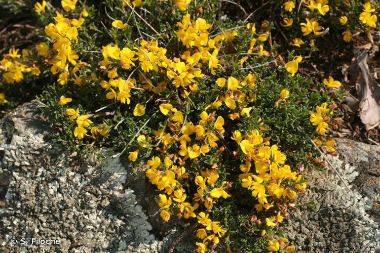 Genêt poilu (Genista pilosa) © S. Filoche