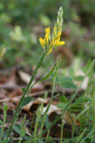 Genêt ailé (Genista sagittalis) © S. Filoche
