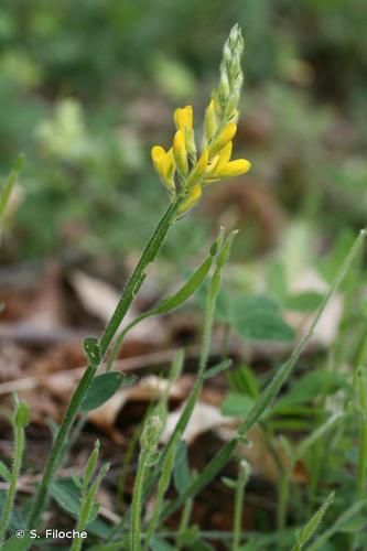 Genêt ailé (Genista sagittalis) © S. Filoche