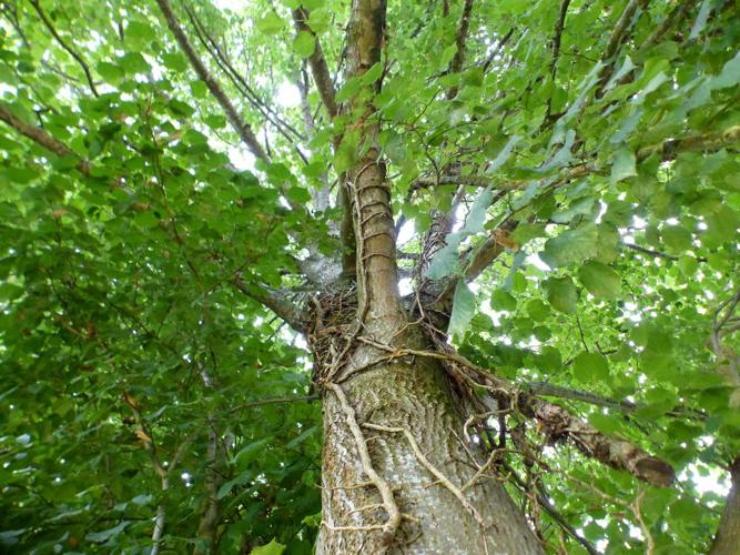 Tilleul à grandes feuilles (Tilia platyphyllos) © Morvan Debroize