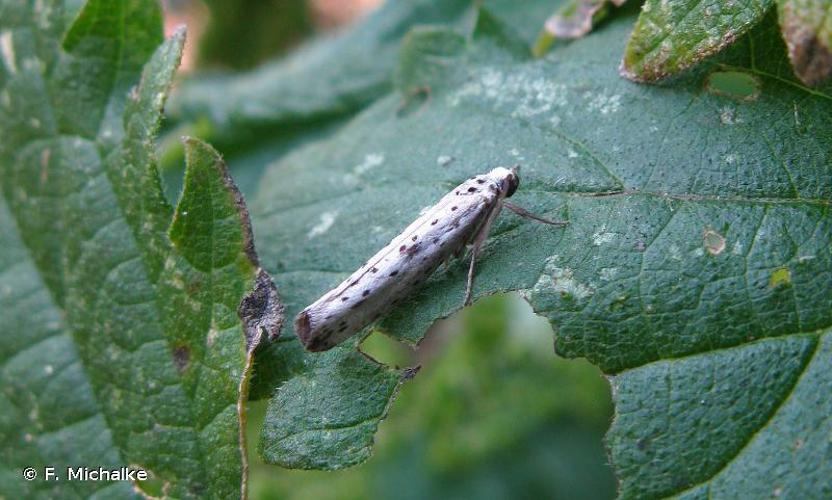 Yponomeuta plumbella © F. Michalke