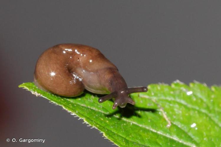 Loche des marais (Deroceras laeve) © O. Gargominy