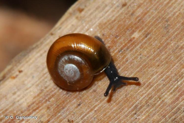 Luisantine striée (Nesovitrea hammonis) © O. Gargominy