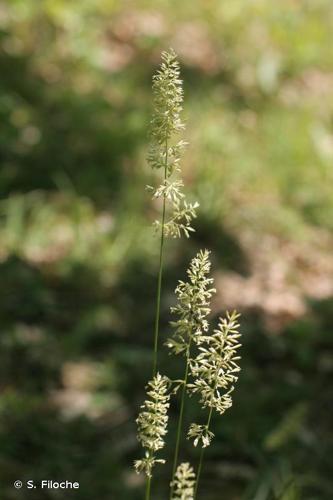 Koélérie grêle (Koeleria macrantha) © S. Filoche