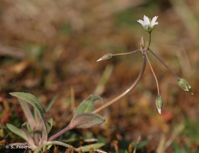 Holostée en ombelle (Holosteum umbellatum) © S. Filoche