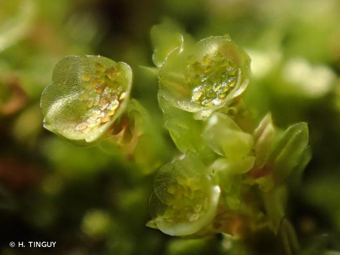 Tetraphis pellucida © H. TINGUY