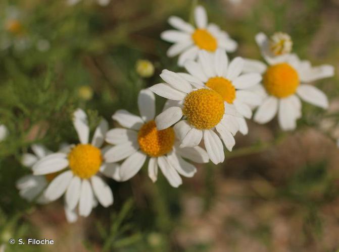 Matricaire Camomille (Matricaria chamomilla) © S. Filoche