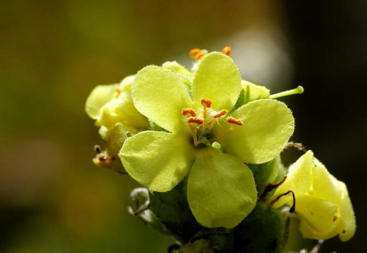 Molène bouillon-blanc (Verbascum thapsus) © Morvan Debroize