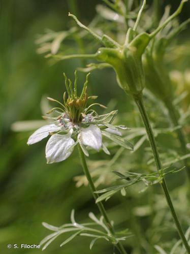 Nigelle des champs (Nigella arvensis) © S. Filoche