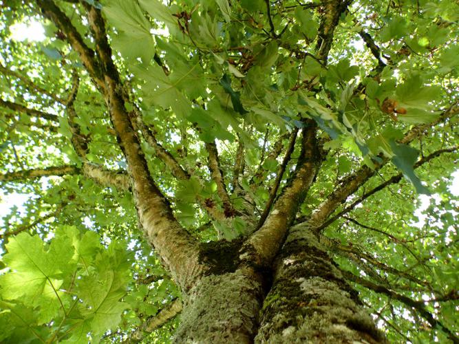 Érable sycomore (Acer pseudoplatanus) © Morvan Debroize