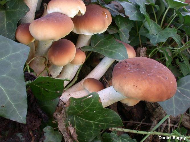 Pholiote du peuplier (Agrocybe cylindracea) © D. Sugny