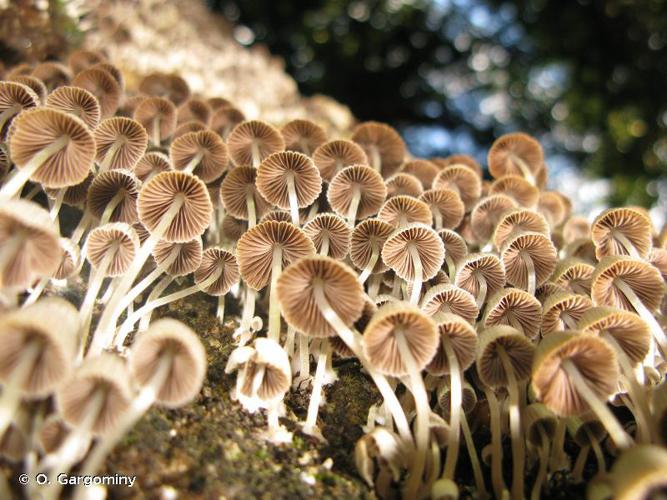 Coprin grégaire (Coprinus disseminatus) © O. Gargominy