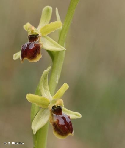 Ophrys verdissant (Ophrys virescens) © S. Filoche