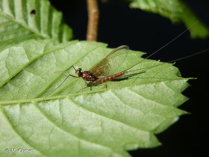 Rhithrogena semicolorata © M. Chovet