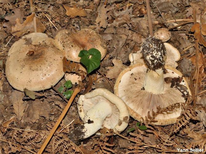 Tricholome acerbe (Tricholoma acerbum) © Y. Sellier