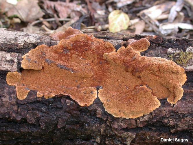 Polypore ferrugineux (Phellinus ferruginosus) © D. Sugny