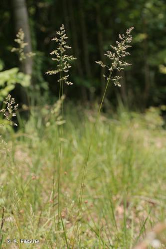 Pâturin commun (Poa trivialis) © S. Filoche