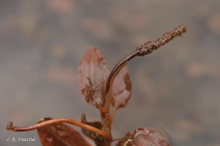 Potamot des tourbières alcalines (Potamogeton coloratus) © S. Filoche