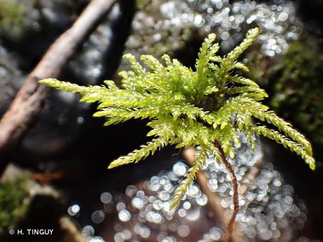 Thamnobryum alopecurum © H. TINGUY